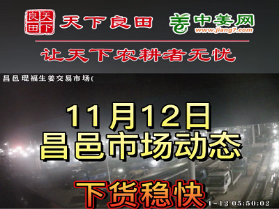 11月12日 昌邑生姜交易實況（下貨穩快） (3031播放)
