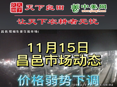 11月15日 昌邑生姜交易實況（價格下跌） (2999播放)