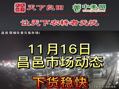 11月16日 昌邑生姜交易實況（走貨穩快） (3018播放)