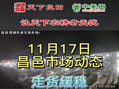 11月17日 昌邑生姜交易實況（價格緩穩） (3047播放)