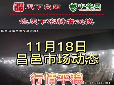 11月18日 昌邑生姜交易實況（價格平穩） (3126播放)