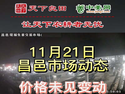 11月21日 昌邑生姜交易實況（價格平穩） (3028播放)