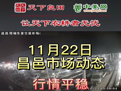 11月22日 昌邑生姜交易實況（價格平穩） (3031播放)