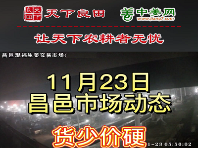 11月23日 昌邑生姜交易實況（貨少價硬） (3064播放)