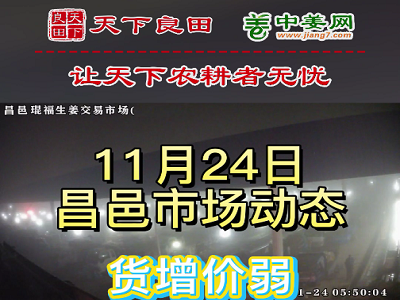 11月24日 昌邑生姜交易實況（貨增價弱） (3289播放)