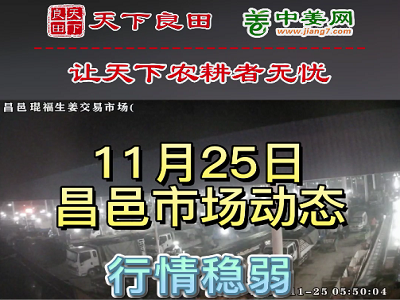 11月25日 昌邑生姜交易實況（價格穩弱） (3046播放)