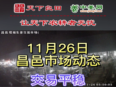 11月26日 昌邑生姜交易實況（價格平穩） (3039播放)
