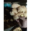 生姜購銷13176070878