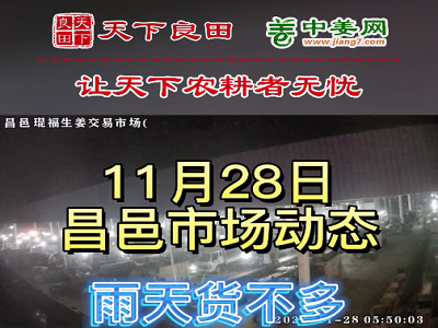 11月28日 昌邑生姜交易實況（貨少價漲） (3035播放)