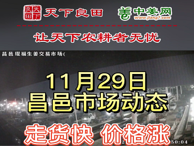 11月29日 昌邑生姜交易實況（價漲2-3毛） (3056播放)