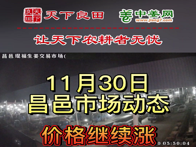 11月30日 昌邑生姜交易實況（三連漲） (3070播放)