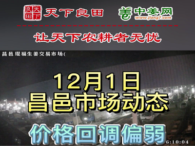 12月1日 昌邑生姜交易實況（價格回調） (3059播放)