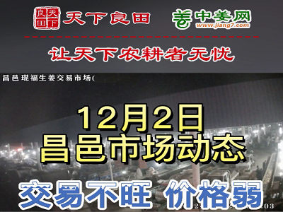 12月2日 昌邑生姜交易實況（價格下跌） (3127播放)