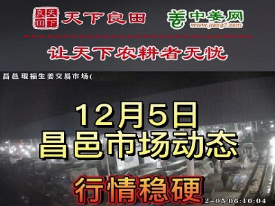 12月5日 昌邑生姜交易實況（價格偏強） (3088播放)