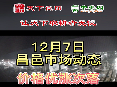 12月7日 昌邑生姜交易實況（優漲次落） (3078播放)