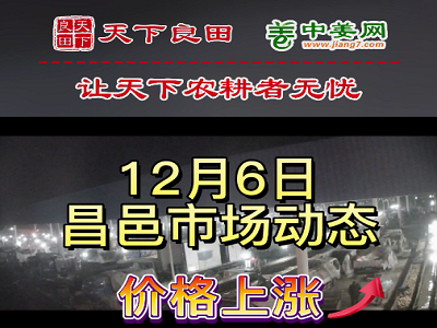 12月6日 昌邑生姜交易實況（價格上漲） (3082播放)