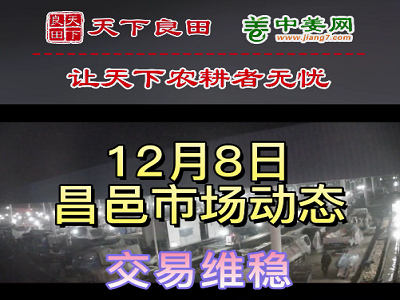 12月8日 昌邑生姜交易實況（價格持平） (3104播放)