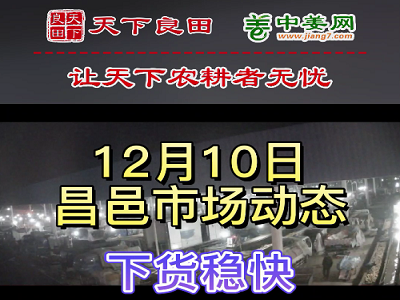 12月10日 昌邑生姜交易實況（下貨穩快） (3124播放)
