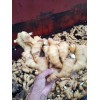 生姜購(gòu)銷13176070878