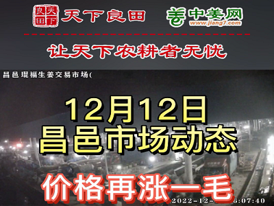 12月12日 昌邑生姜交易實況（漲價1毛） (3112播放)