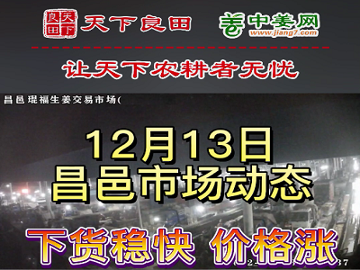 12月13日 昌邑生姜交易實況（價格上漲） (3130播放)