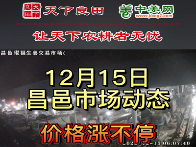 12月15日 昌邑生姜交易實況（價格暴漲） (3201播放)