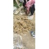 個(gè)人出售優(yōu)質(zhì)泥姜