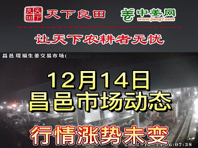12月14日 昌邑生姜交易實況（價格四連漲） (3133播放)