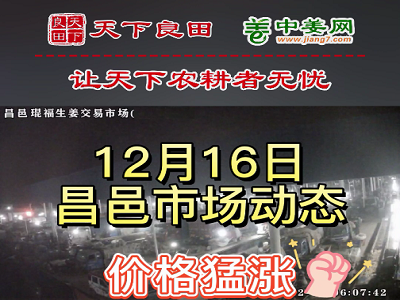 12月16日 昌邑生姜交易實況（價格猛漲） (3146播放)