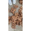 大量供應水洗姜大姜