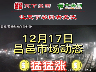 12月17日 昌邑生姜交易實況（價格再猛漲） (3160播放)
