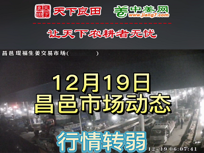 12月19日 昌邑生姜交易實況（價格下滑） (3180播放)
