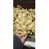 常年大量供應大黃姜小黃姜風干姜