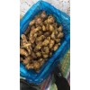 大量姜母姜種出售