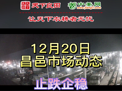 12月20日 昌邑生姜交易實況（價格穩硬） (3174播放)