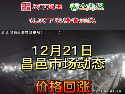 12月21日 昌邑生姜交易實況（價格漲4毛） (3200播放)