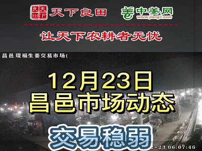 12月23日 昌邑生姜交易實況（價格穩弱） (3198播放)