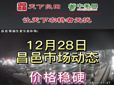 12月28日 昌邑生姜交易實況（價格穩硬） (3200播放)