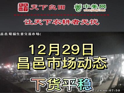 12月29日 昌邑生姜交易實況（價格平穩） (3212播放)