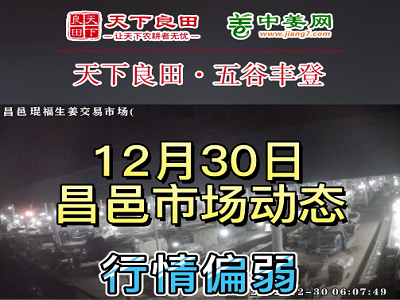 12月30日 昌邑生姜交易實況（價格偏弱） (3292播放)