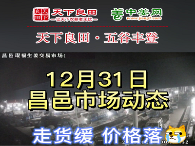 12月31日 昌邑生姜交易實況（價格落） (3208播放)