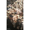 本人種植生姜出售