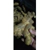 圓頭庫姜大量現貨