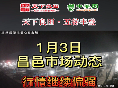 1月3日 昌邑生姜交易實況（繼續漲2-3毛） (3222播放)