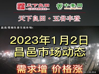 1月2日 昌邑生姜交易實況（價格漲） (3242播放)