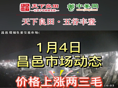 1月4日 昌邑生姜交易實況（再漲2-3毛） (3226播放)