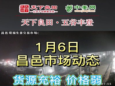 1月6日 昌邑生姜交易實況（價格偏弱） (3238播放)