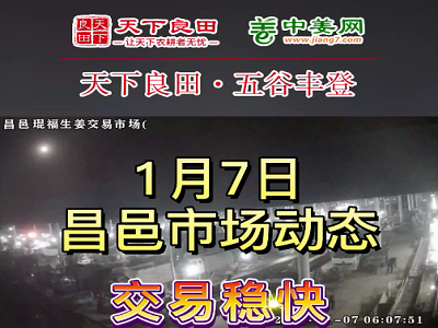 1月7日 昌邑生姜交易實況（價格偏強） (3272播放)