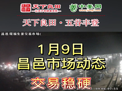 1月9日 昌邑生姜交易實況（交易穩硬） (3268播放)