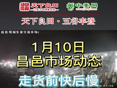 1月10日 昌邑生姜交易實況（價格弱穩） (3284播放)